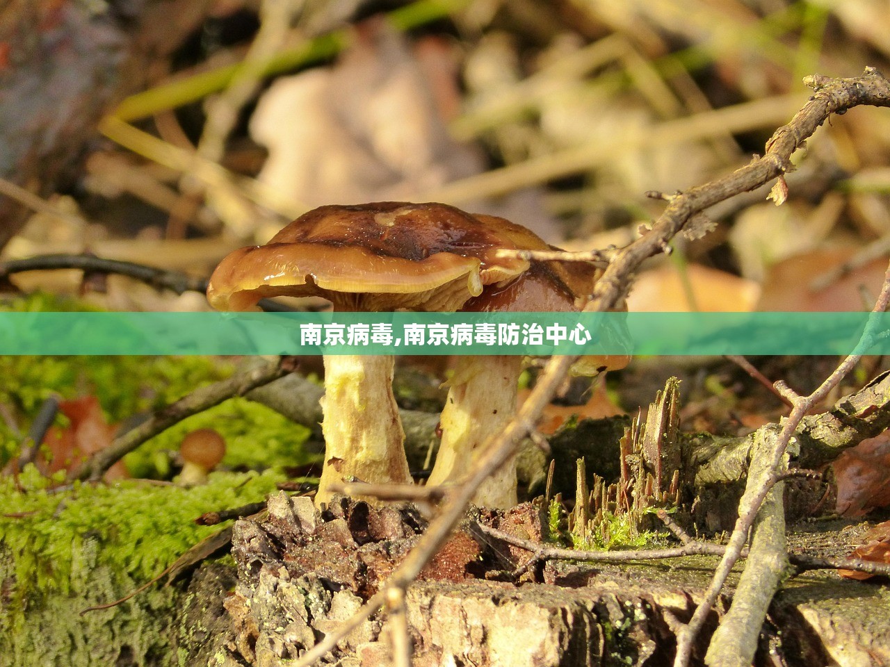 辅助神器“迅奇斗牛开挂神器下载安装”(透视挂)辅助下载教程