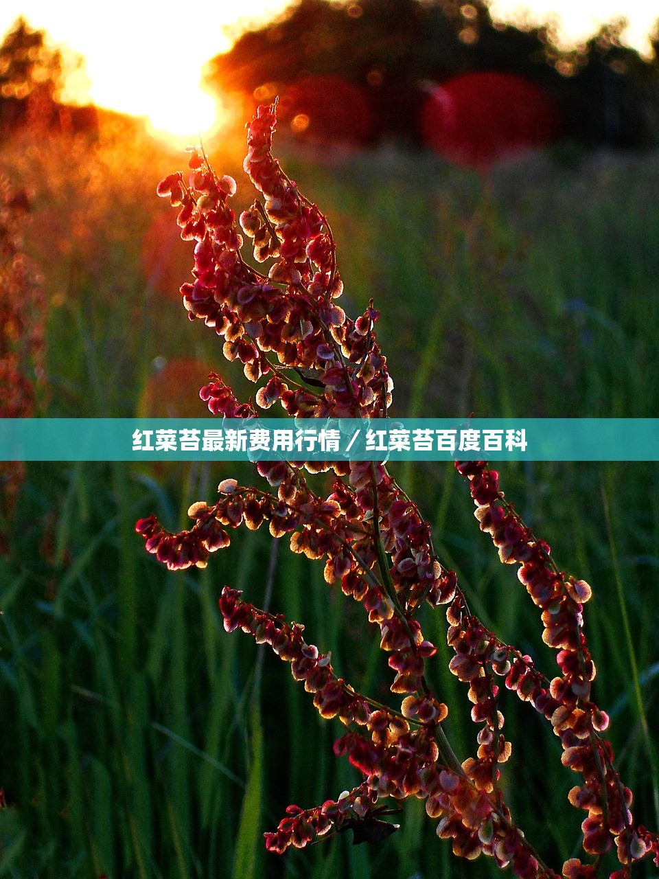 金融活水润杨凌 生猪产业添“底气”