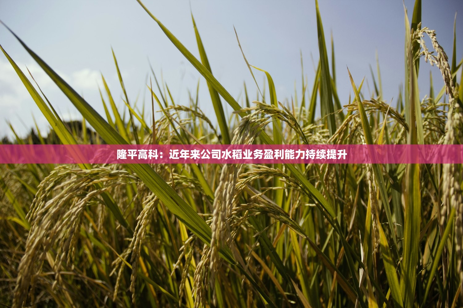 隆平高科:近年来公司水稻业务盈利能力持续提升 隆平高科:近年来公司水稻业务盈利能力持续提升