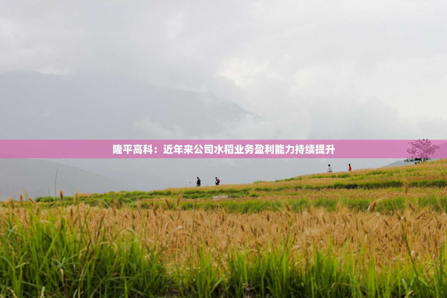 隆平高科:近年来公司水稻业务盈利能力持续提升 隆平高科:近年来公司水稻业务盈利能力持续提升