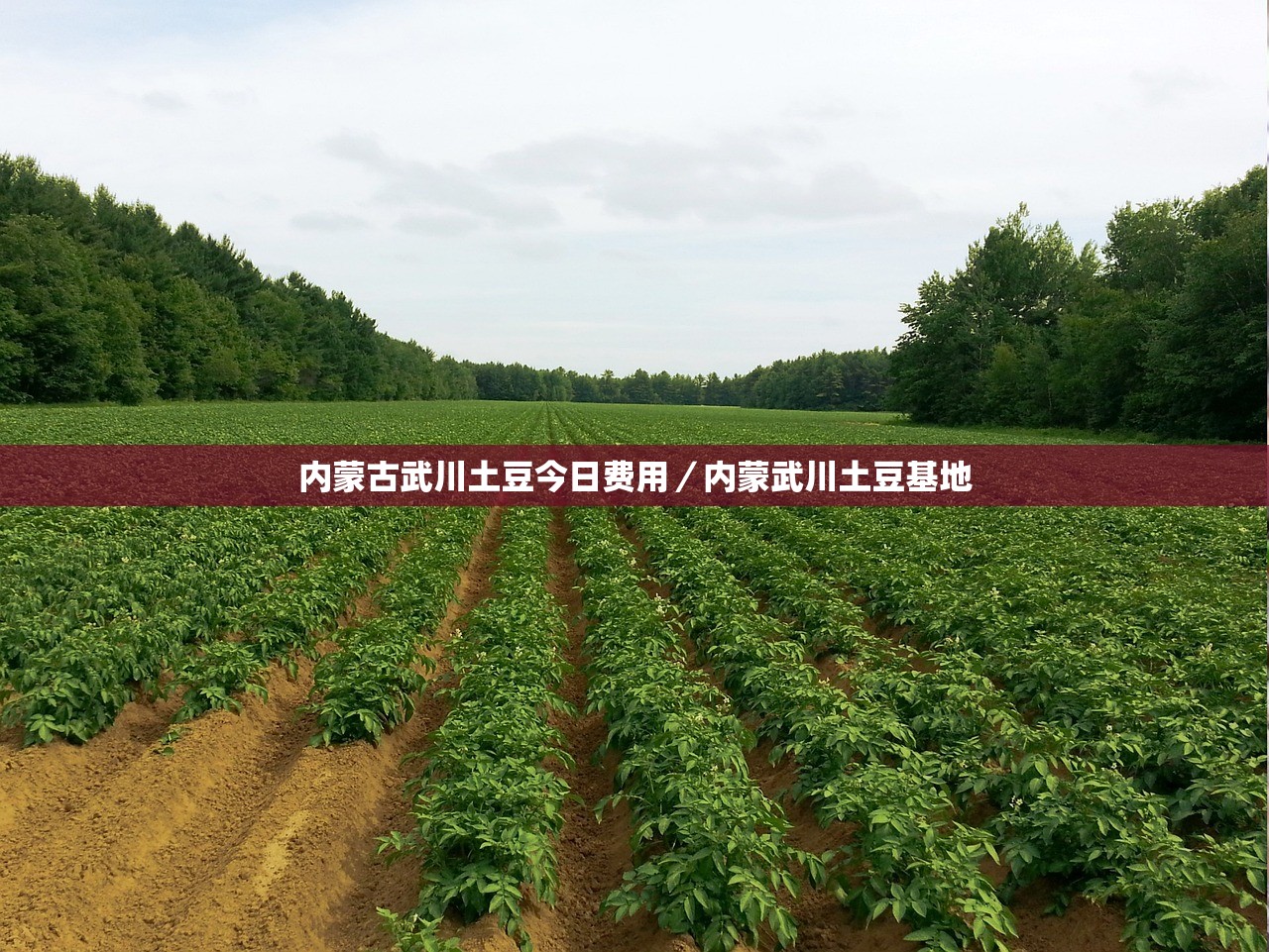 内蒙古武川土豆今日费用/内蒙武川土豆基地 内蒙古武川土豆今日费用/内蒙武川土豆基地