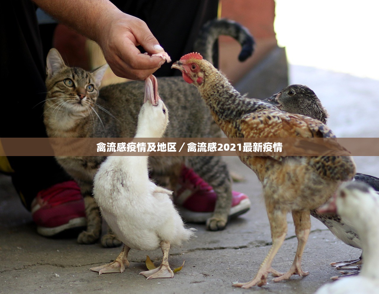 【天津新增36名阳性感染者,天津新增3例新型冠状病毒】