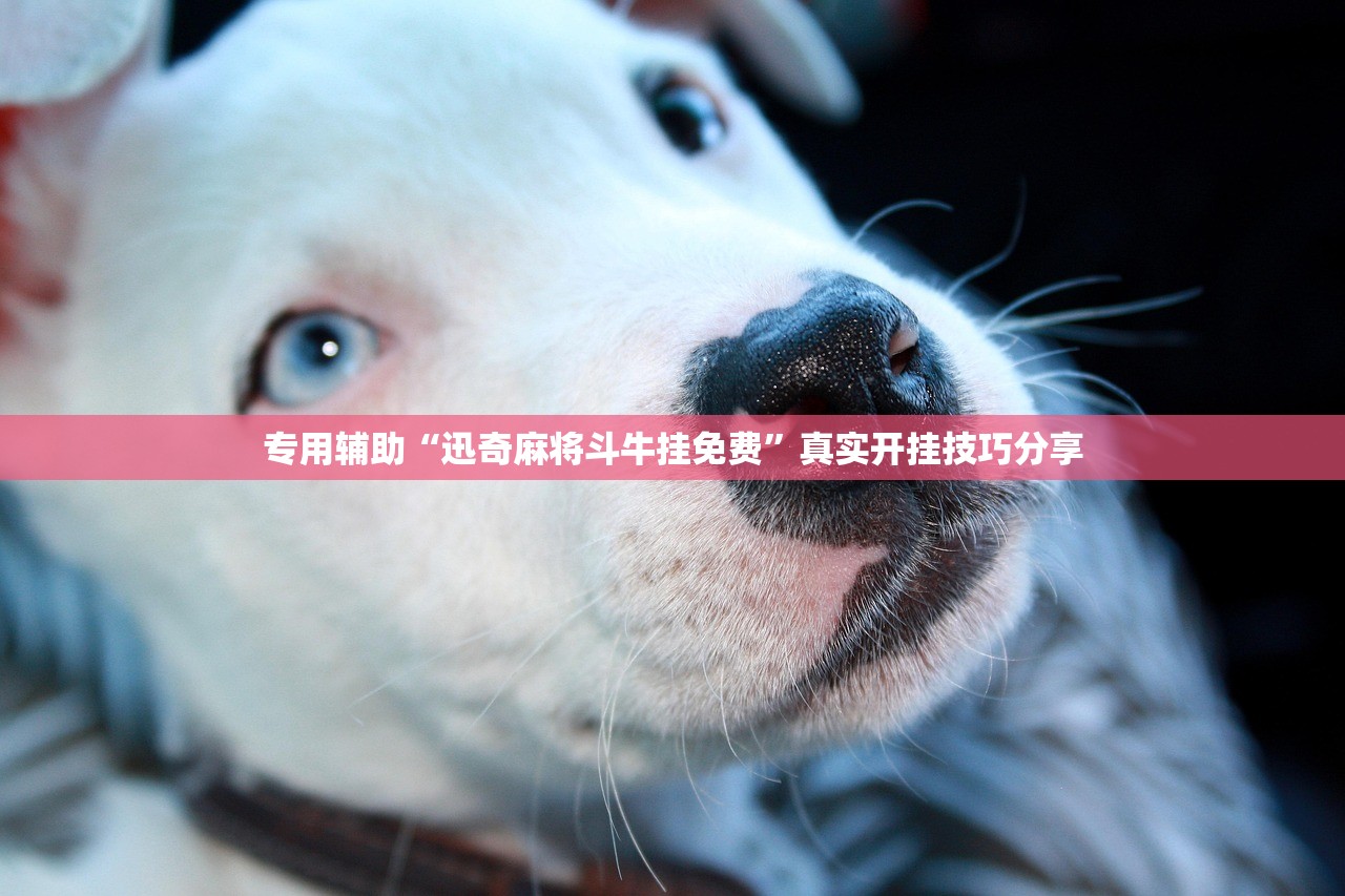 专用辅助“迅奇麻将斗牛挂免费	”真实开挂技巧分享