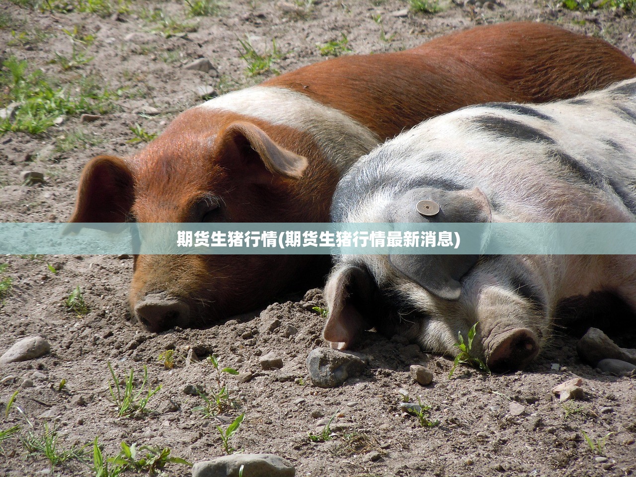 辅助神器“迅奇斗牛开挂神器下载安装”(透视挂)辅助下载教程