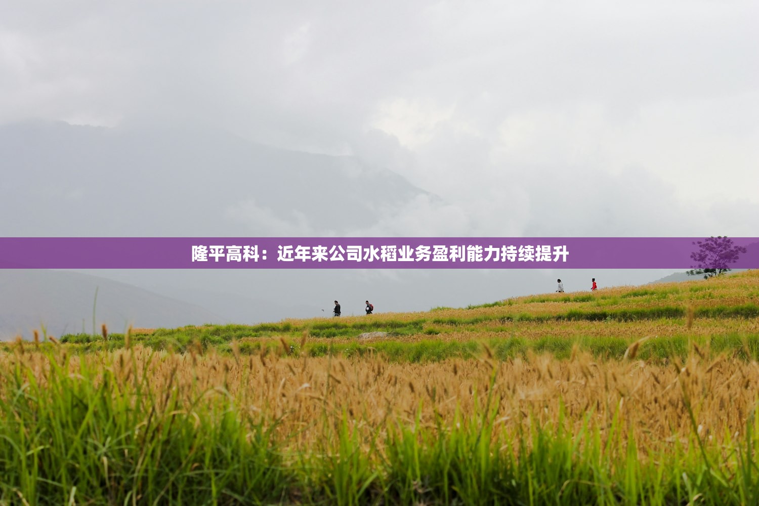 隆平高科:近年来公司水稻业务盈利能力持续提升 隆平高科:近年来公司水稻业务盈利能力持续提升