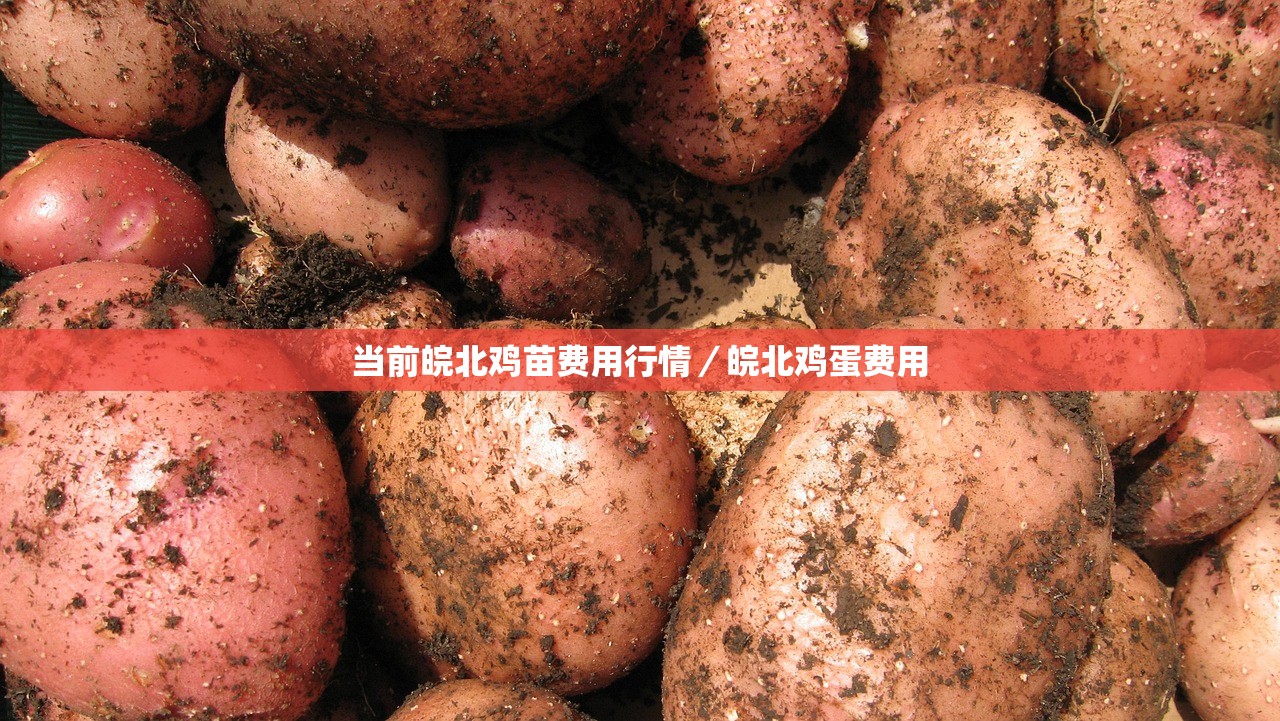 当前皖北鸡苗费用行情／皖北鸡蛋费用