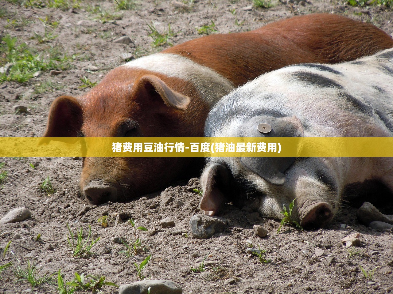 猪费用豆油行情-百度(猪油最新费用)