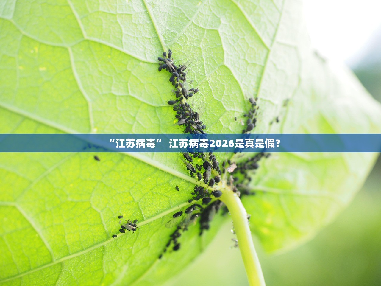 「上海新增2例确诊」〃上海新增2例感染者
