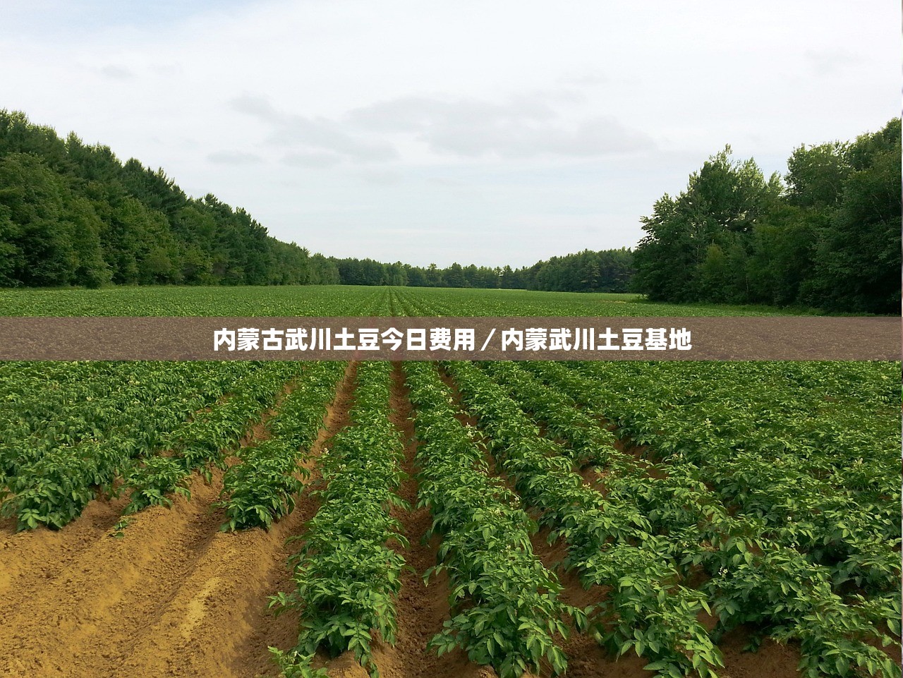 内蒙古武川土豆今日费用/内蒙武川土豆基地 内蒙古武川土豆今日费用/内蒙武川土豆基地