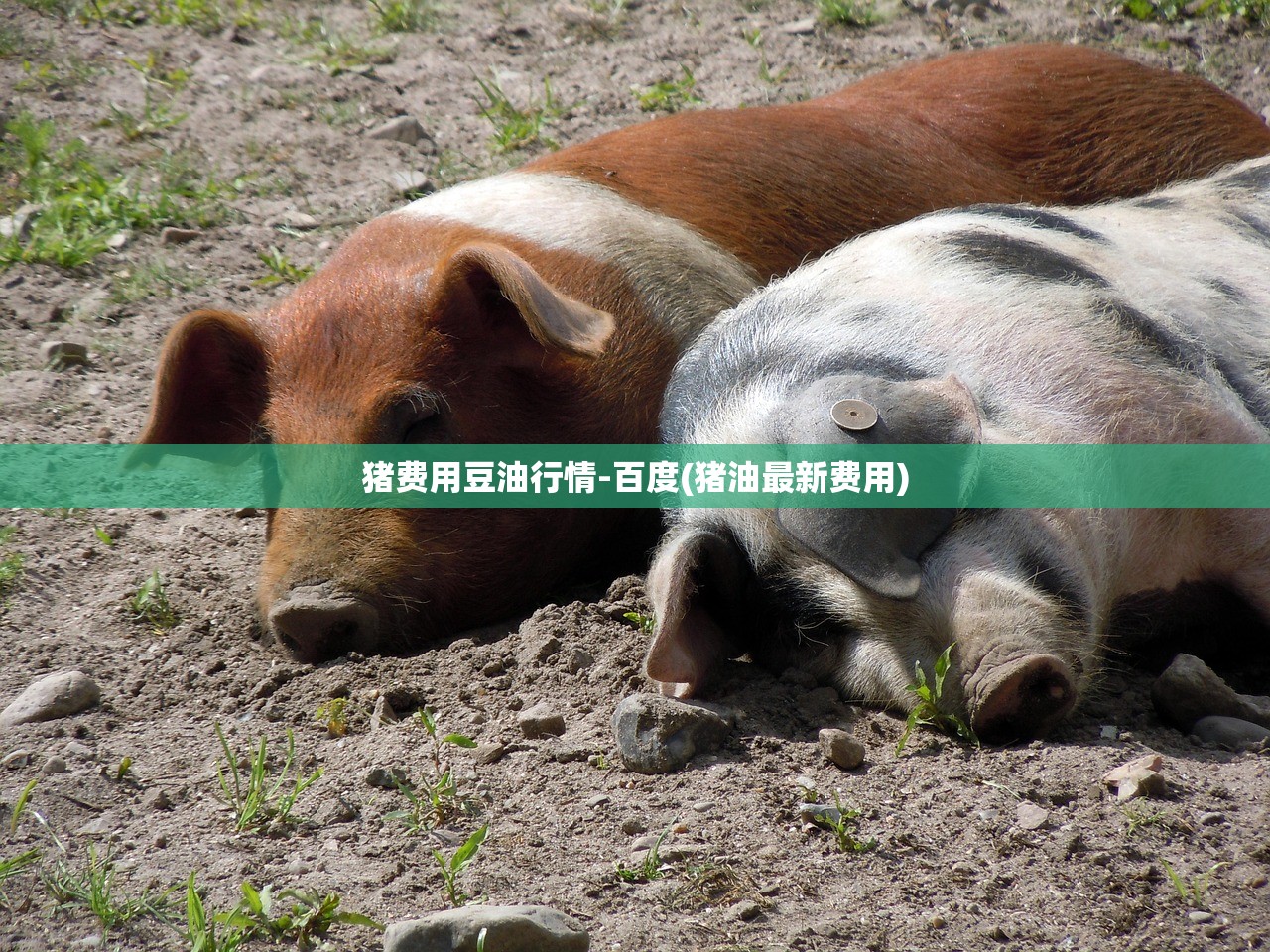 猪费用豆油行情-百度(猪油最新费用) 猪费用豆油行情-百度(猪油最新费用)