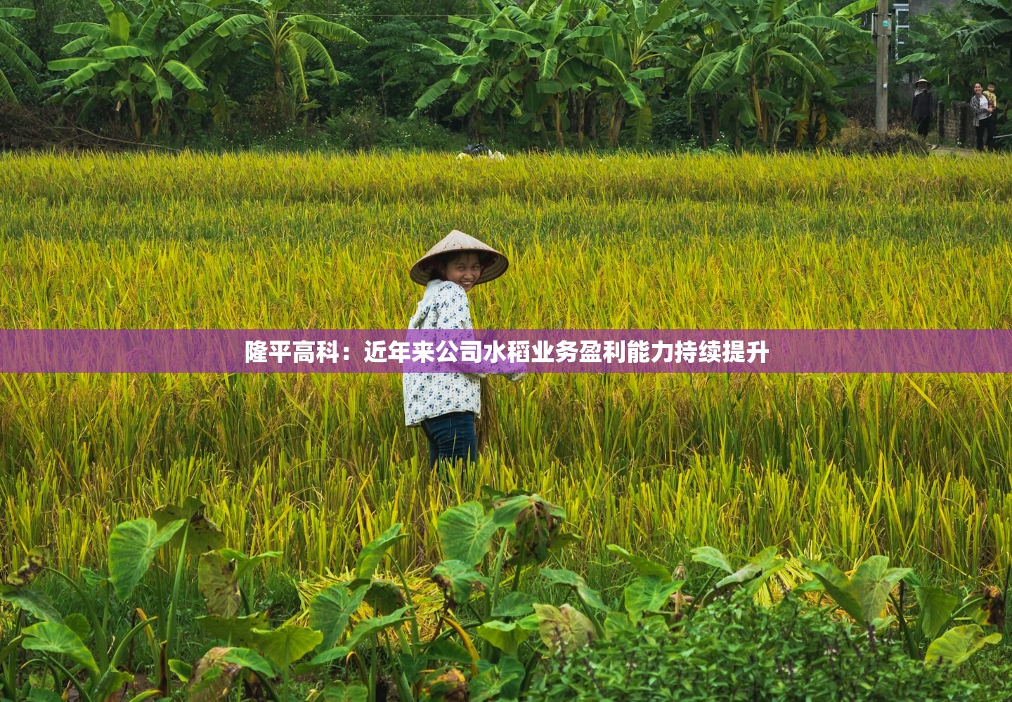 隆平高科:近年来公司水稻业务盈利能力持续提升 隆平高科:近年来公司水稻业务盈利能力持续提升