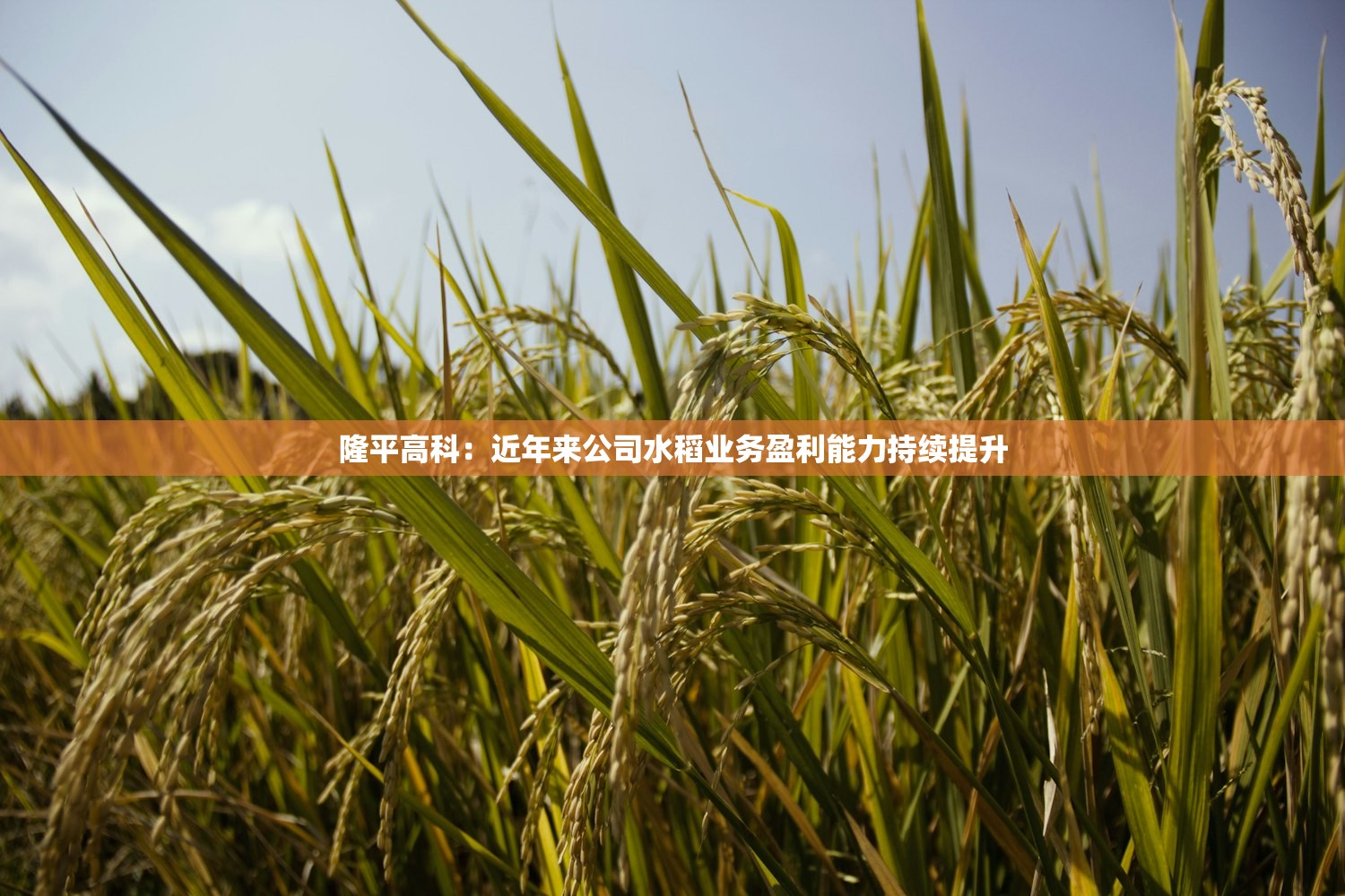 隆平高科:近年来公司水稻业务盈利能力持续提升 隆平高科:近年来公司水稻业务盈利能力持续提升