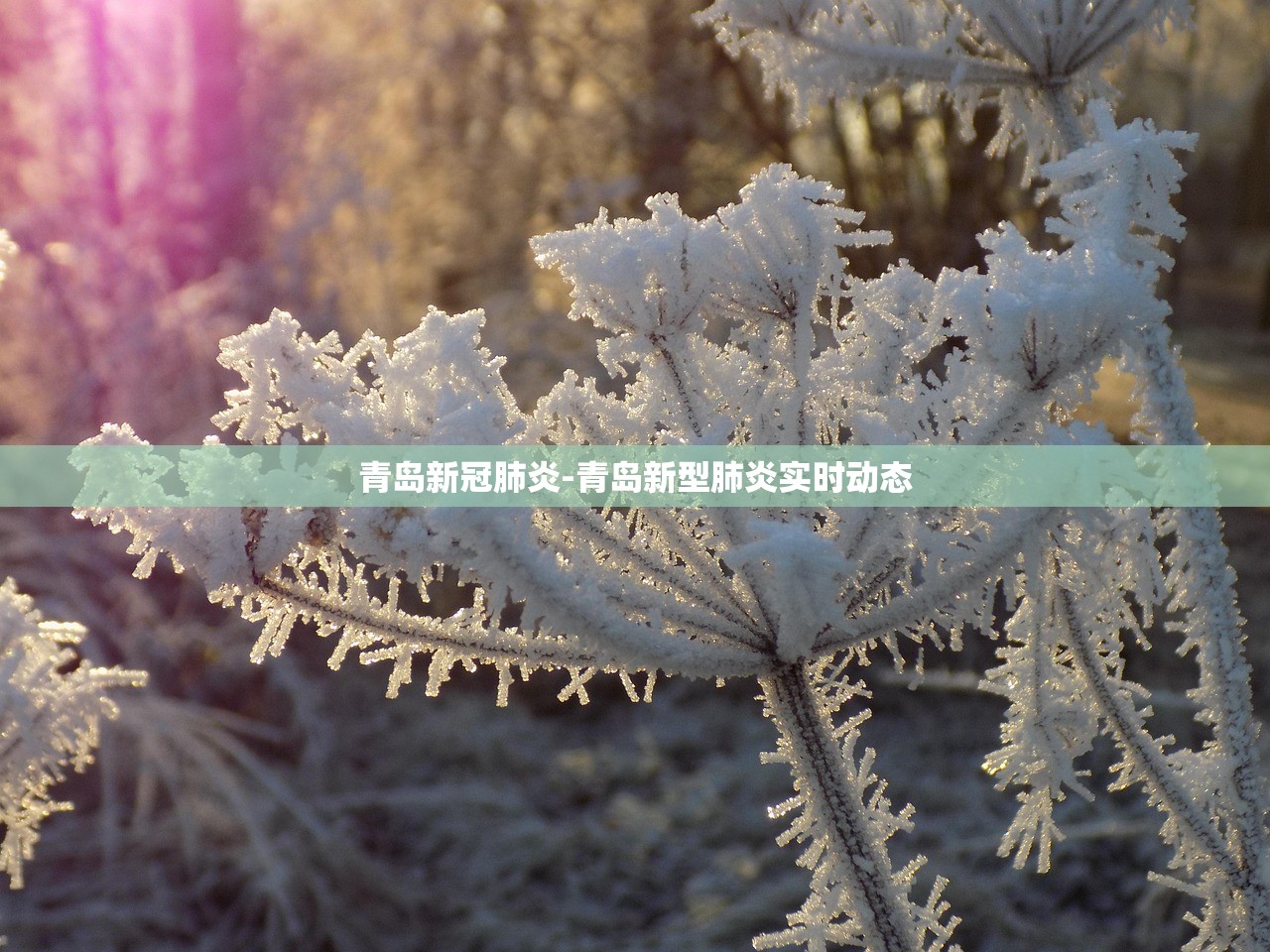 青岛新冠肺炎-青岛新型肺炎实时动态