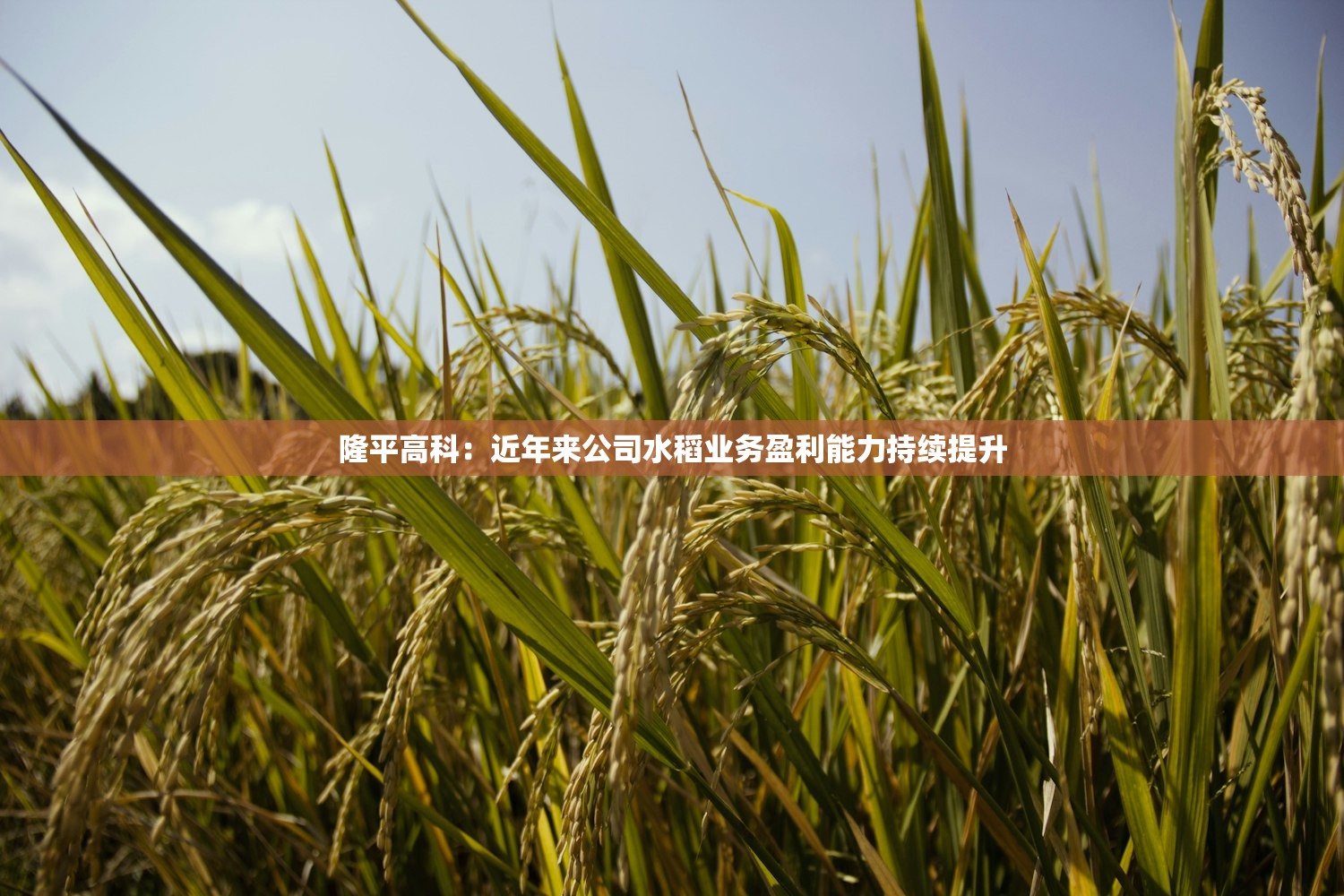 隆平高科：近年来公司水稻业务盈利能力持续提升