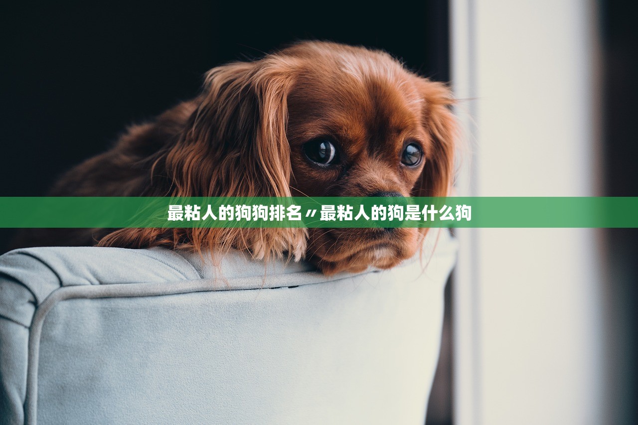 最粘人的狗狗排名〃最粘人的狗是什么狗