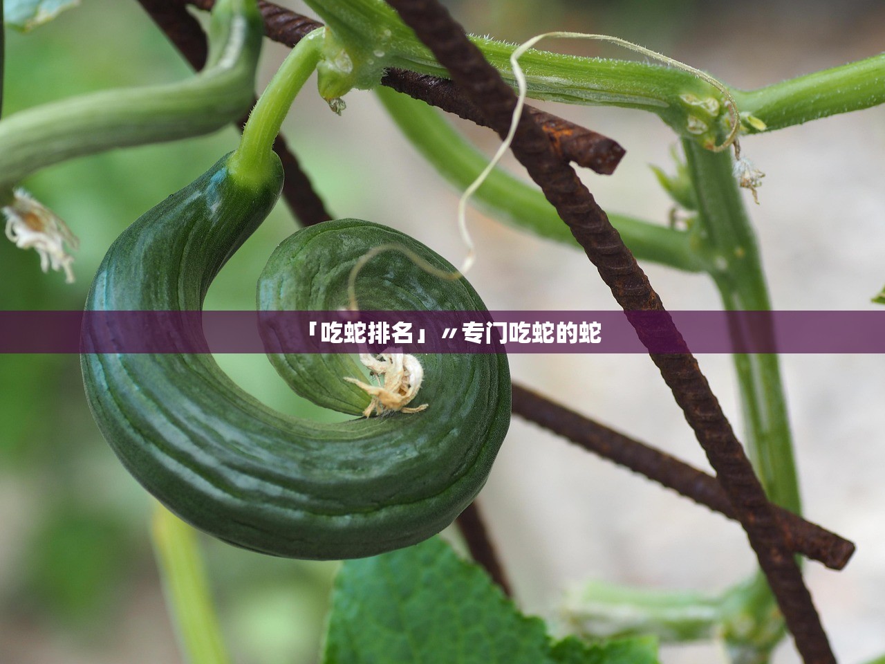 「吃蛇排名」〃专门吃蛇的蛇