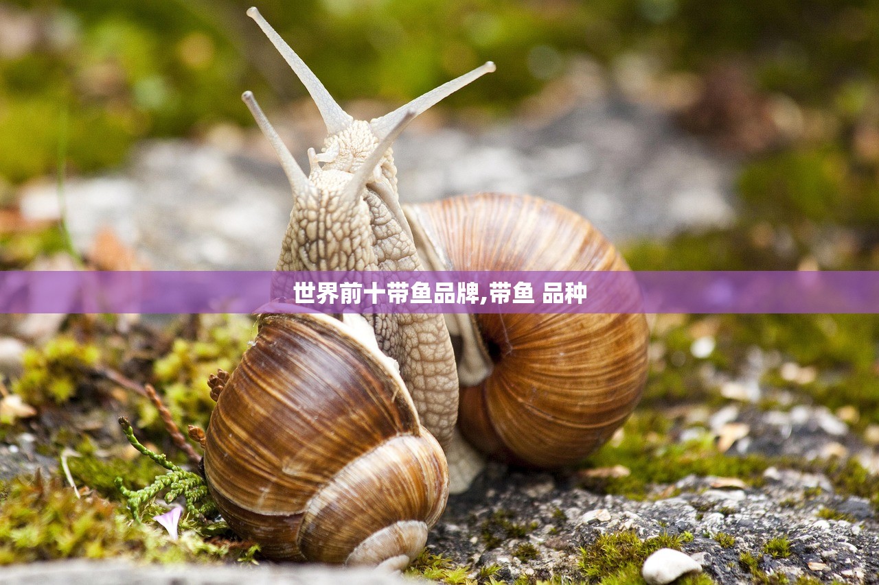 世界前十带鱼品牌,带鱼 品种