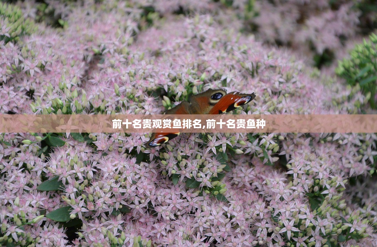 前十名贵观赏鱼排名,前十名贵鱼种