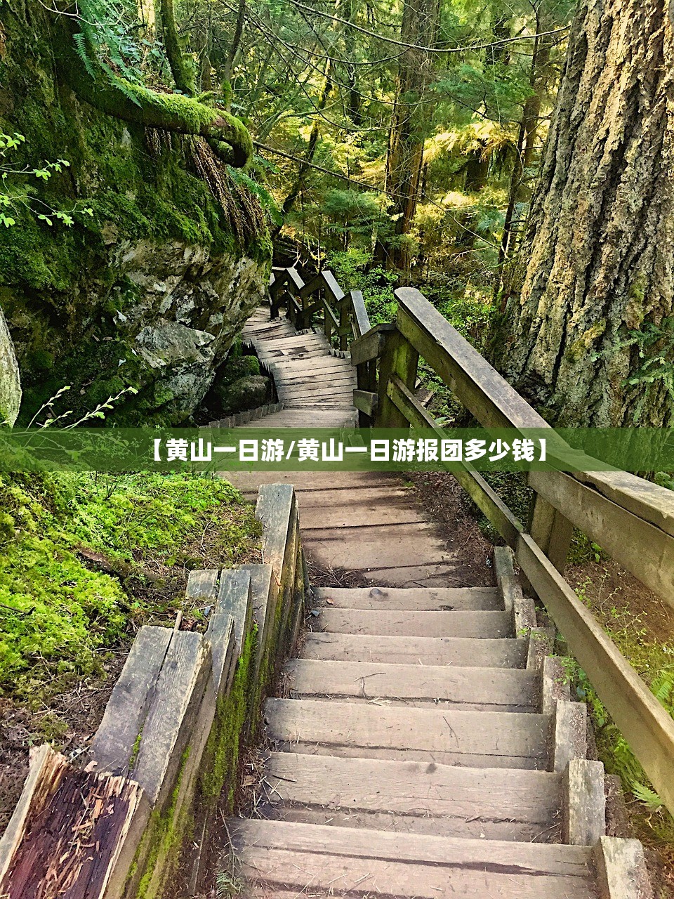 【黄山一日游/黄山一日游报团多少钱】