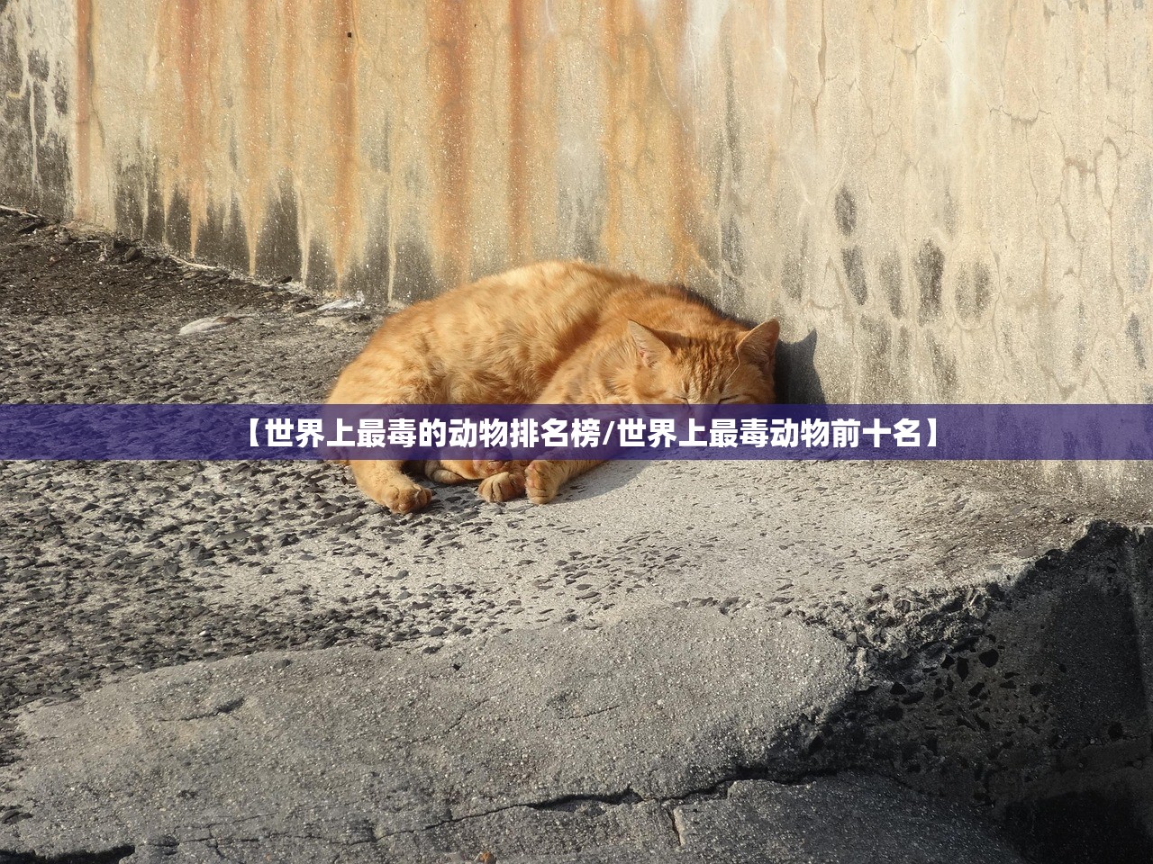 【世界上最毒的动物排名榜/世界上最毒动物前十名】